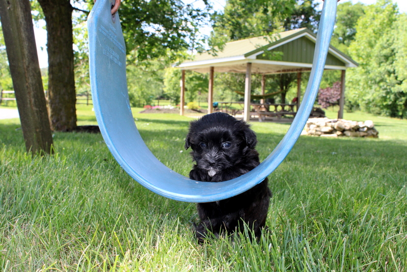 puppy, for, sale, Malsipoo, Matthew B. Stoltzfus, dog, breeder, Gap, PA, dog-breeder, puppy-for-sale, forsale, nearby, find, puppyfind, locator, puppylocator, aca